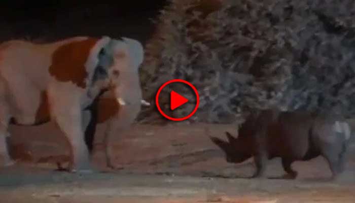 Horrible Fight Between Elephant and rhinoceros, who won, what is there in the video that will make you stunned. Watch the video.
